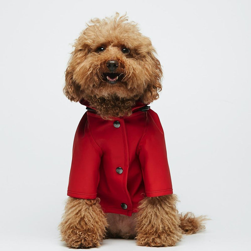 Apricot toy poodle sitting in a red hooded dog raincoat, front view