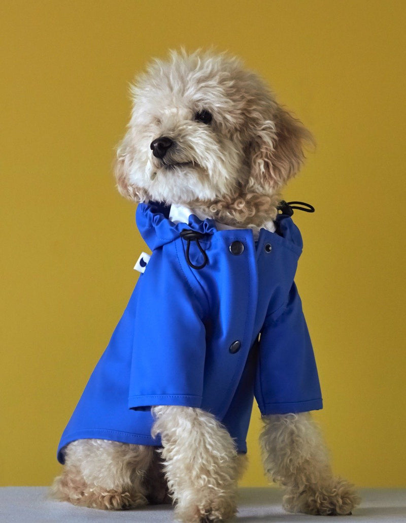 Cream poodle cross in a blue dog raincoat against a mustard backdrop