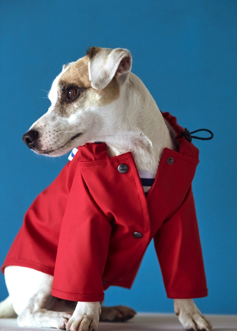White and tan terrier in a red dog raincoat against a blue backdrop