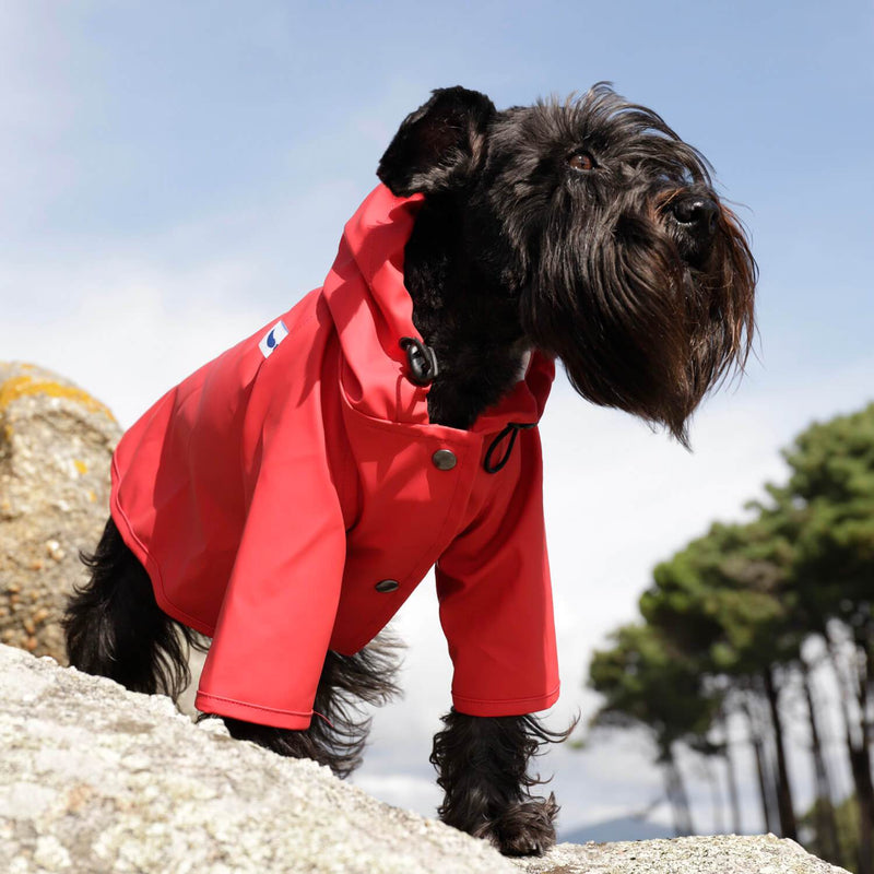Black terrier in a red dog raincoat on coastal rocks with pine trees behind
