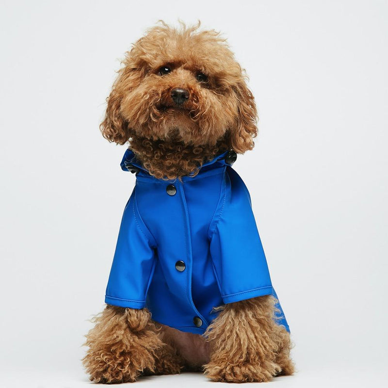 Apricot toy poodle sitting in a blue hooded dog raincoat, front view