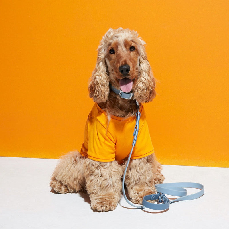 Cocker spaniel in an orange top with a sky blue collar and matching lead
