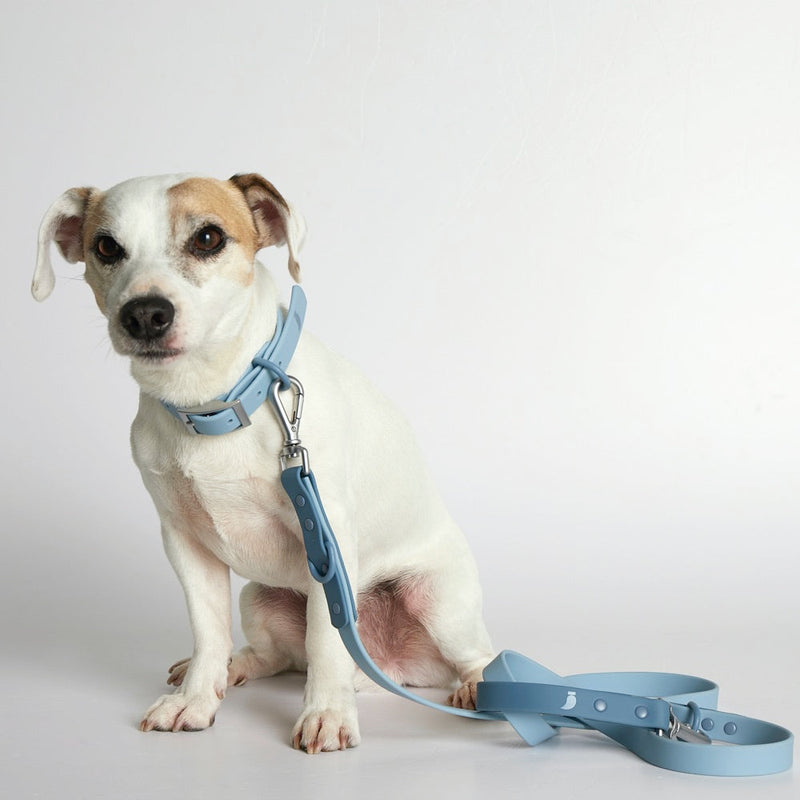 Jack Russell terrier sitting in a sky blue collar with matching lead