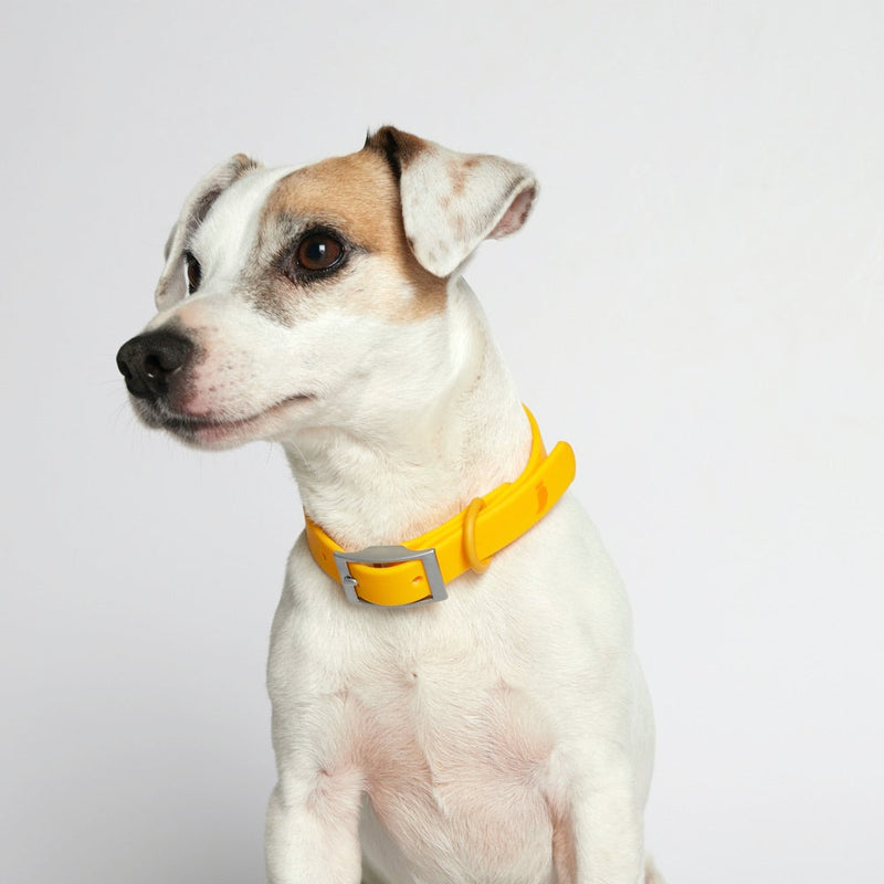 Jack Russell terrier wearing a yellow coated webbing collar