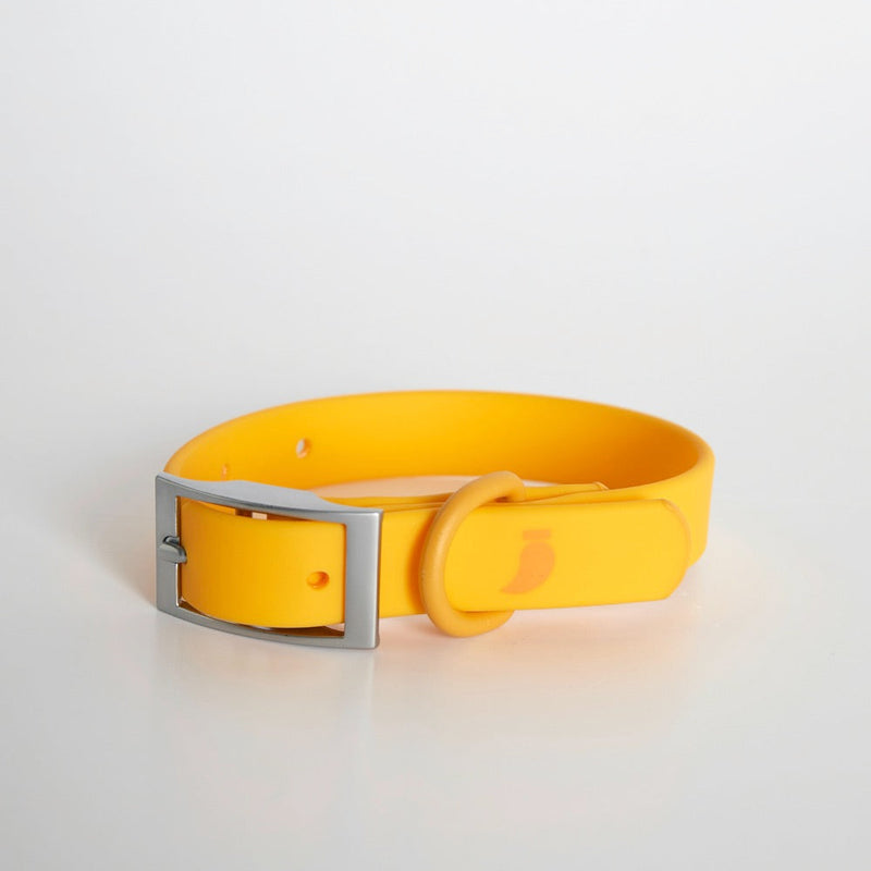 Yellow coated webbing dog collar with matte silver buckle on white