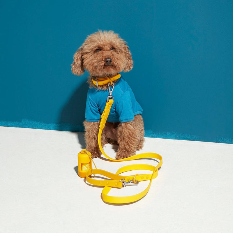 Apricot toy poodle in a blue top with yellow collar, lead and poo-bag holder