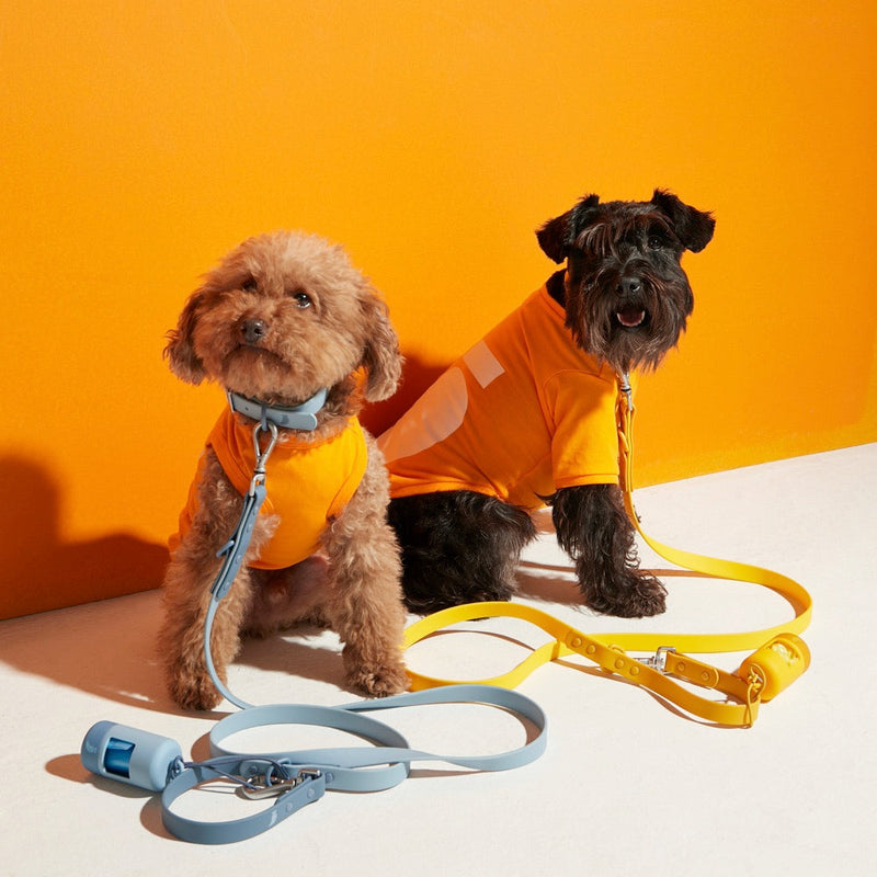 Apricot poodle and black terrier in orange tops with blue and yellow leads and poo-bag holders