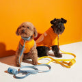 Apricot poodle and black terrier in orange tops with blue and yellow leads and poo-bag holders