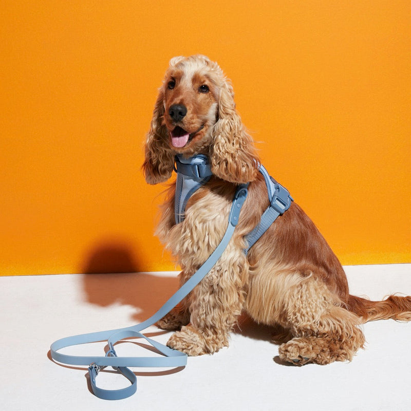 Cocker spaniel in a sky blue harness and matching lead against an orange backdrop