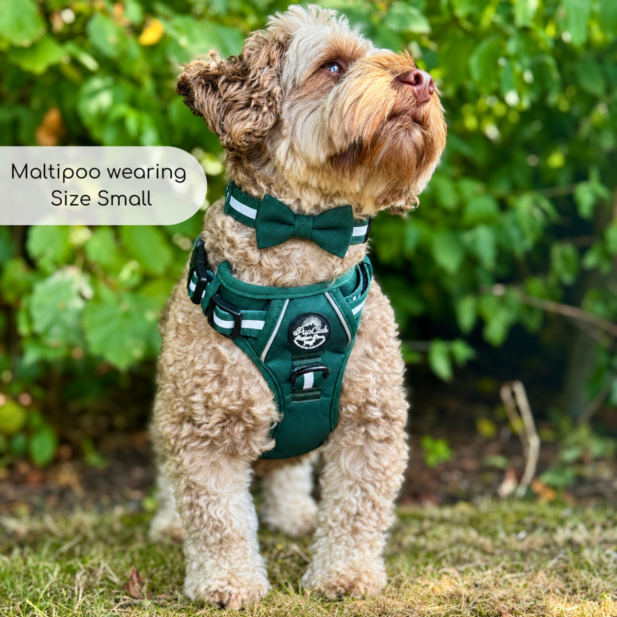 Maltipoo wearing the Forest Green Dog Bow Tie with a matching green harness in size Small