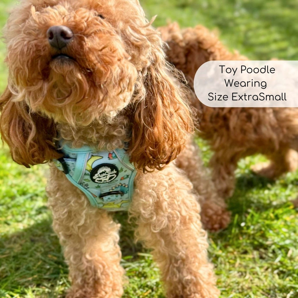 Close-up of a toy poodle wearing the Jurassic Party harness in XS