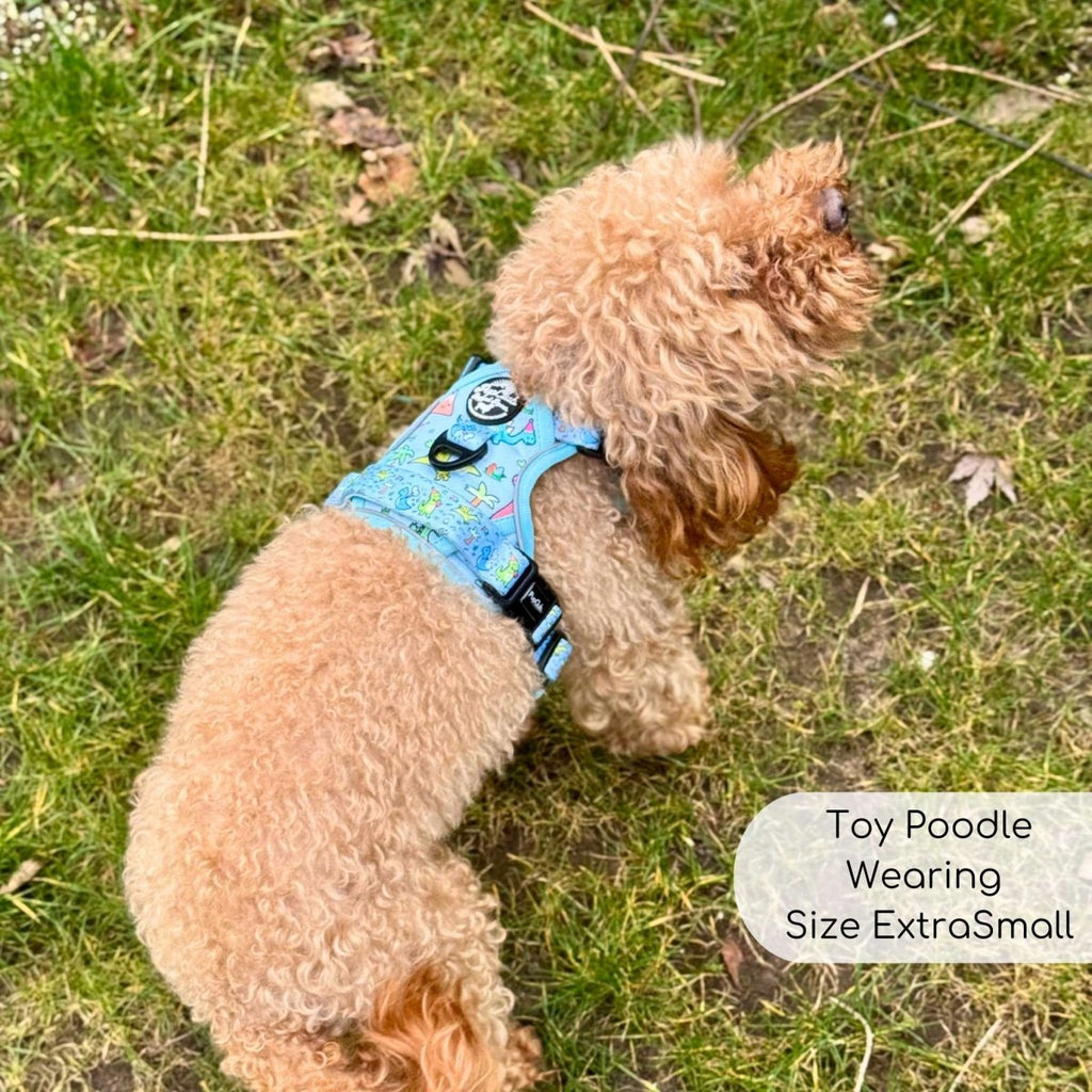 Toy poodle lying on grass wearing the Jurassic Party harness, size XS