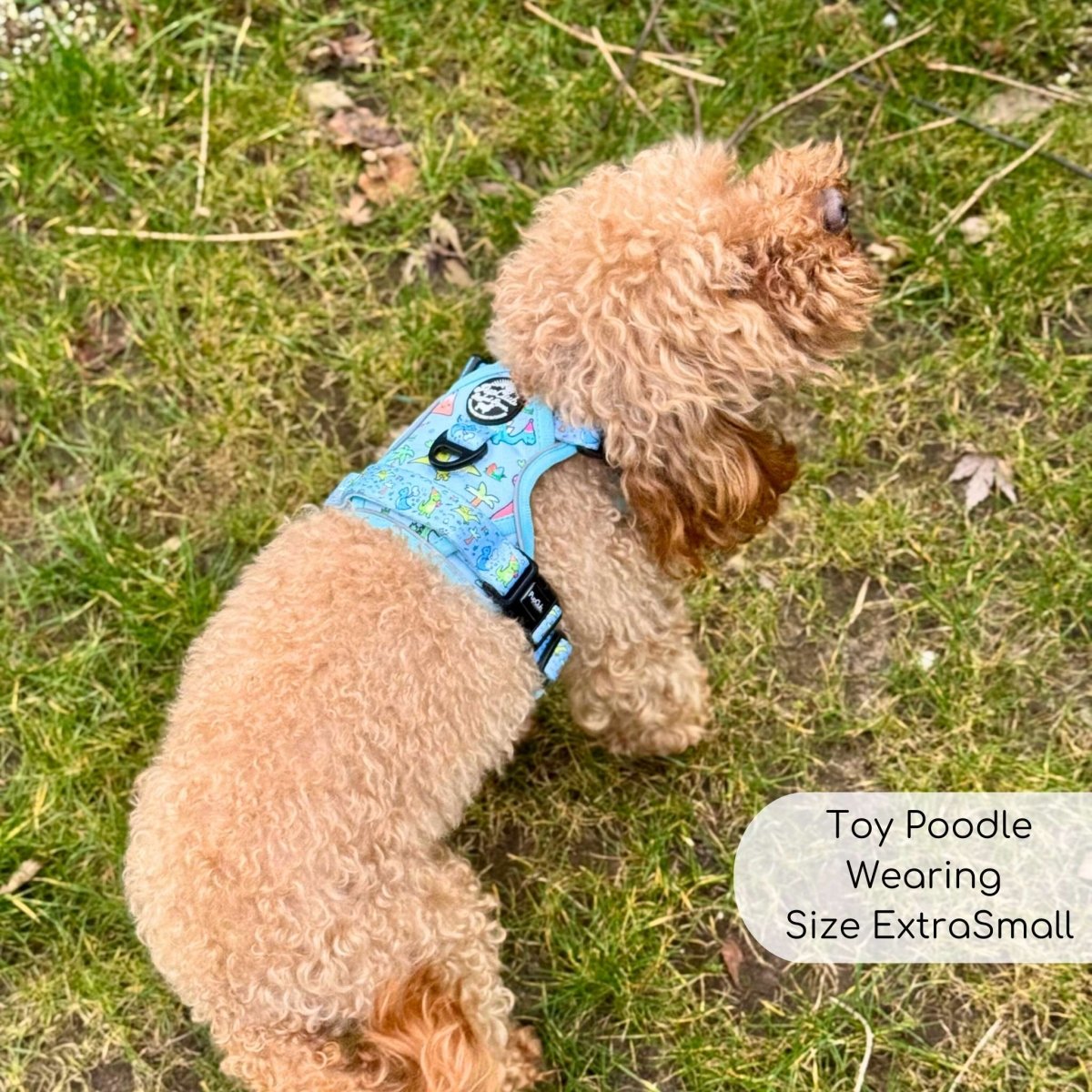 Toy poodle lying on grass wearing the Jurassic Party harness, size XS