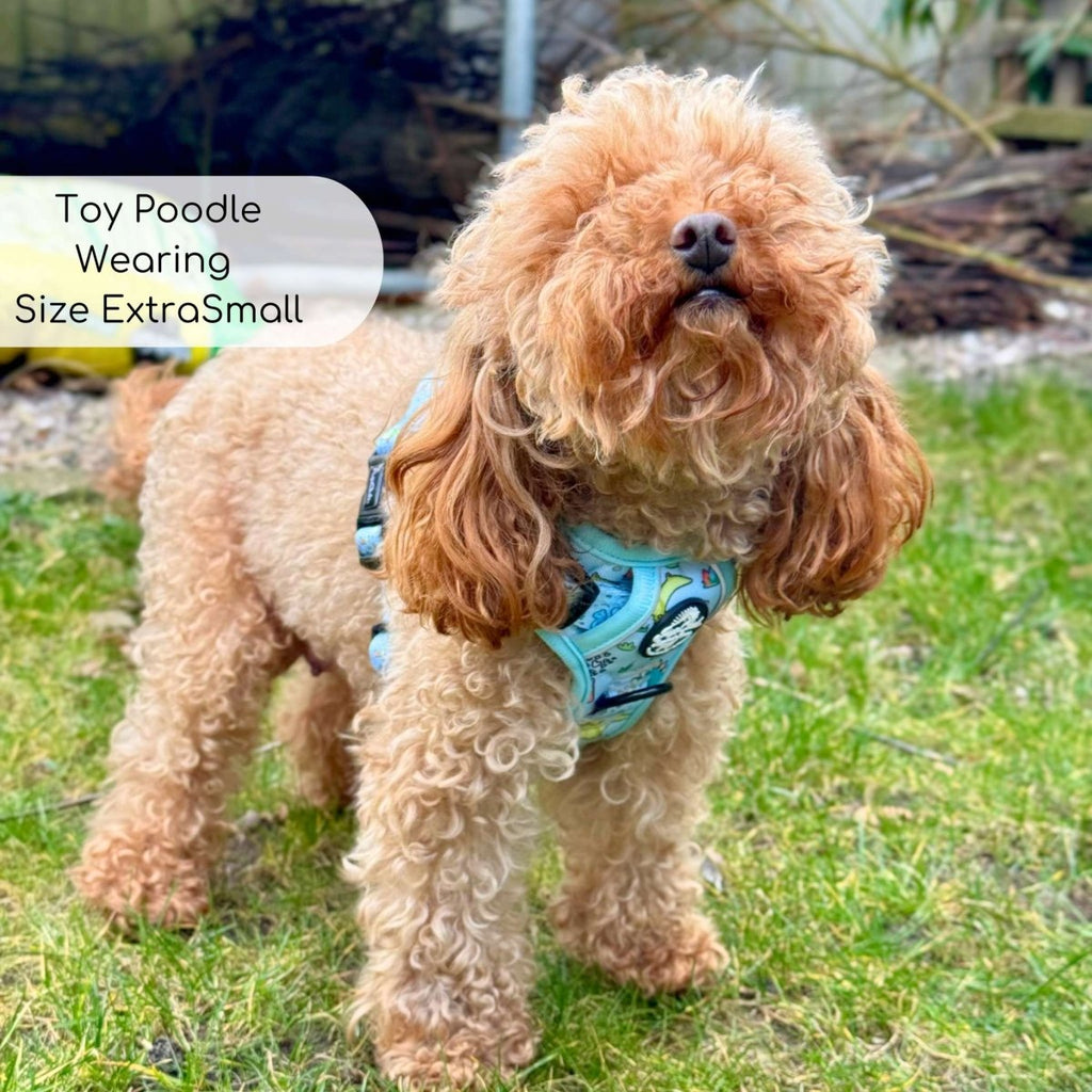 Toy poodle on a lawn wearing the Rugged Rover Jurassic Party harness in XS