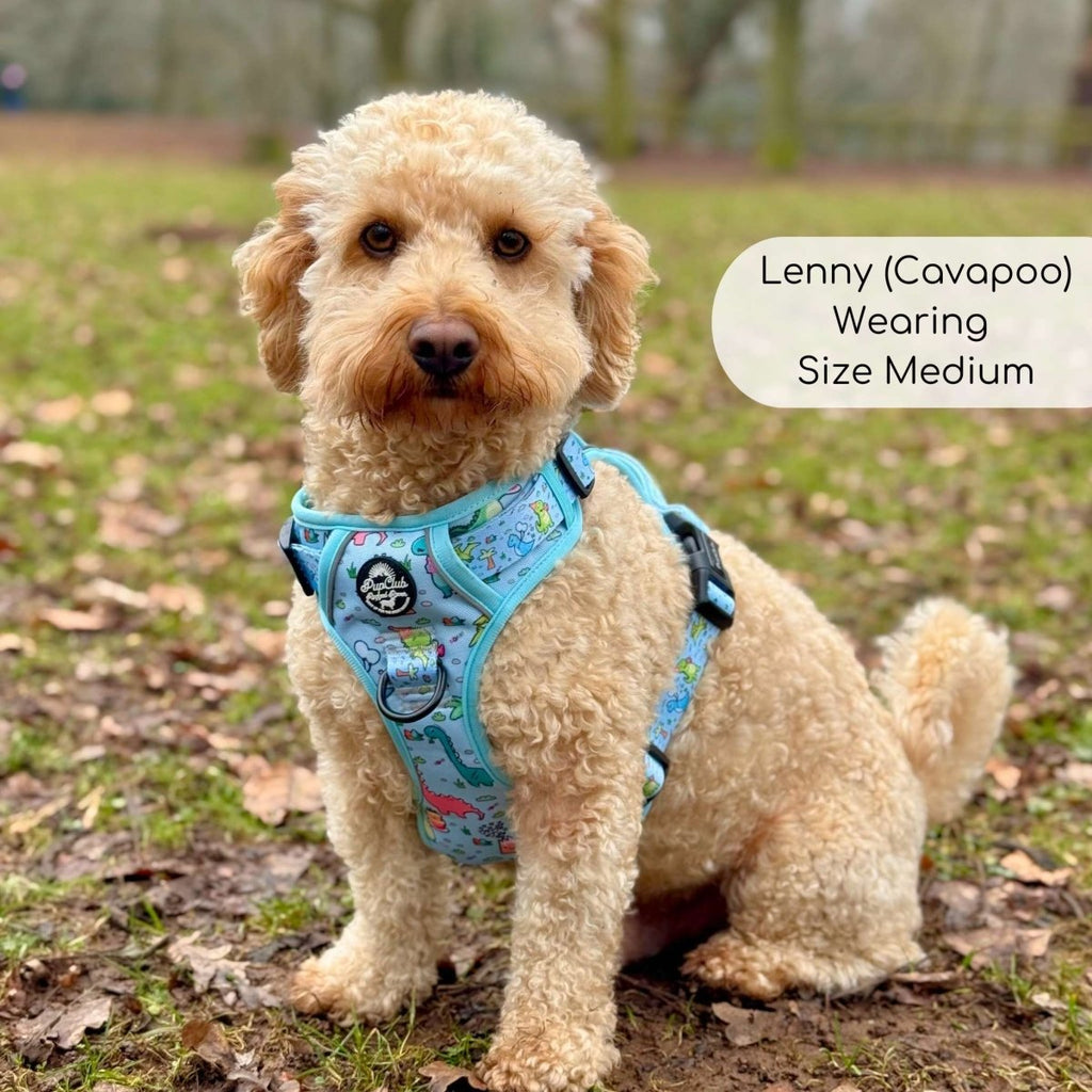 Cavapoo wearing the Jurassic Party harness in size Medium in a park