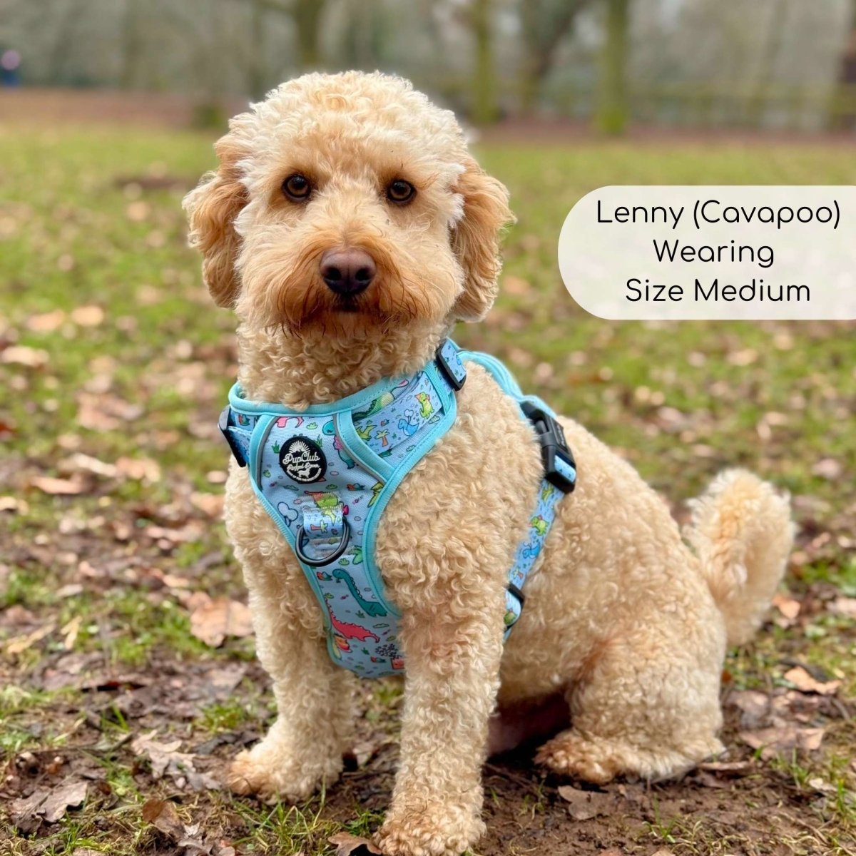 Cavapoo wearing the Jurassic Party harness in size Medium in a park