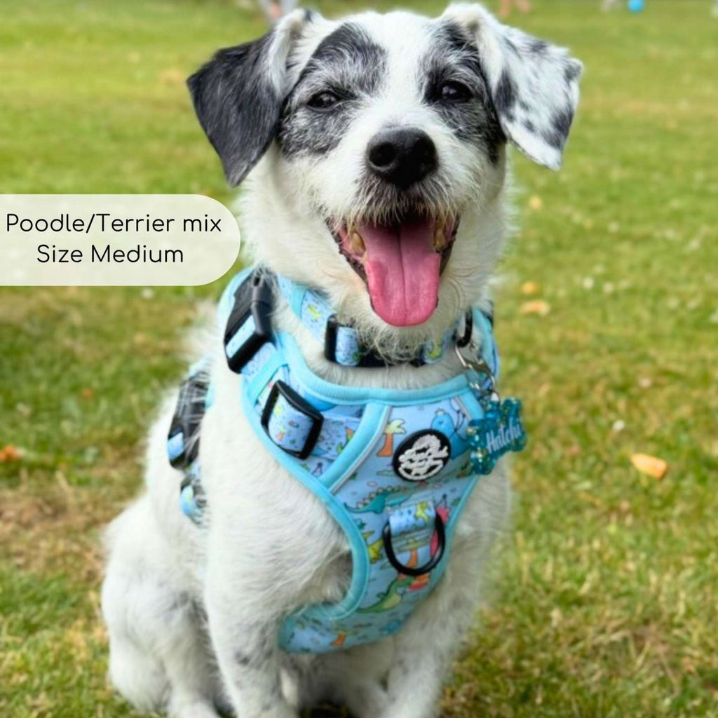 White and black poodle-terrier mix smiling in the Jurassic Party harness, size Medium