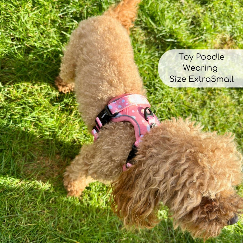 Toy poodle sniffing the grass in the Peachy Hearts harness, size XS