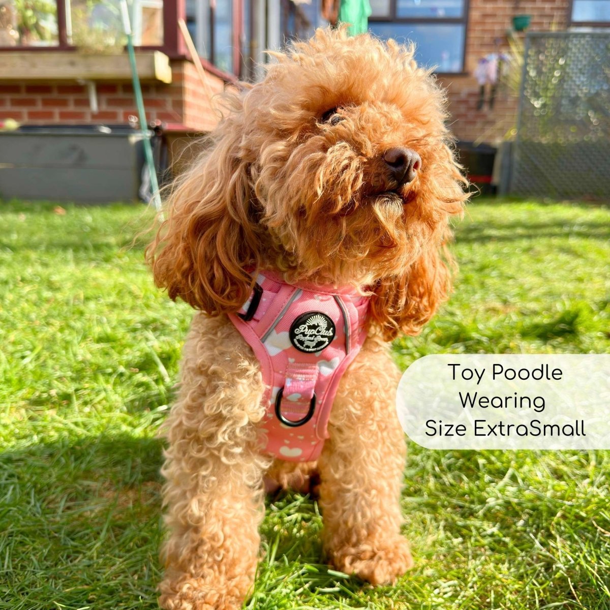 Toy poodle in a sunny garden wearing the Peachy Hearts harness, size XS