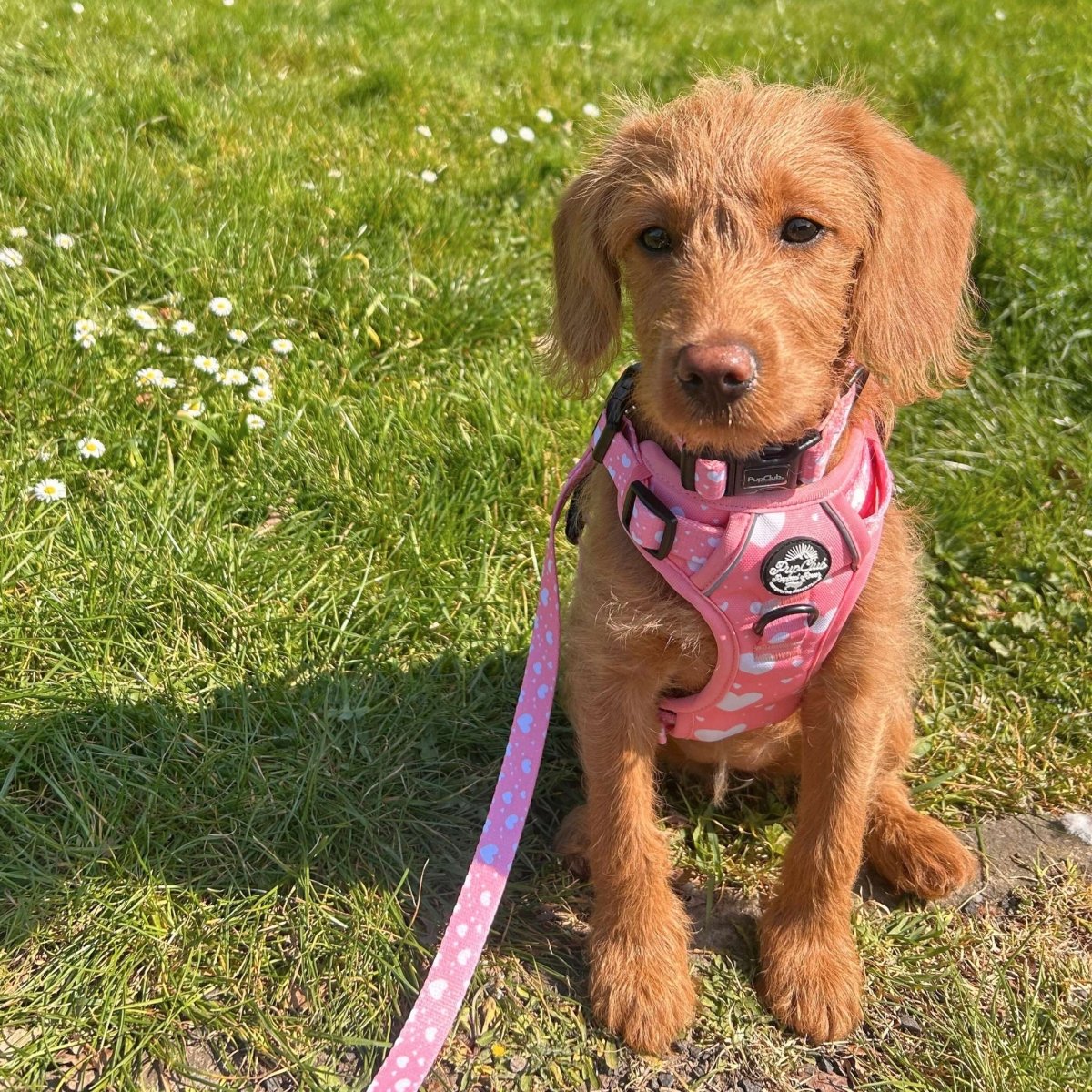 Rugged Rover No-Pull Dog Harness – Peachy Hearts