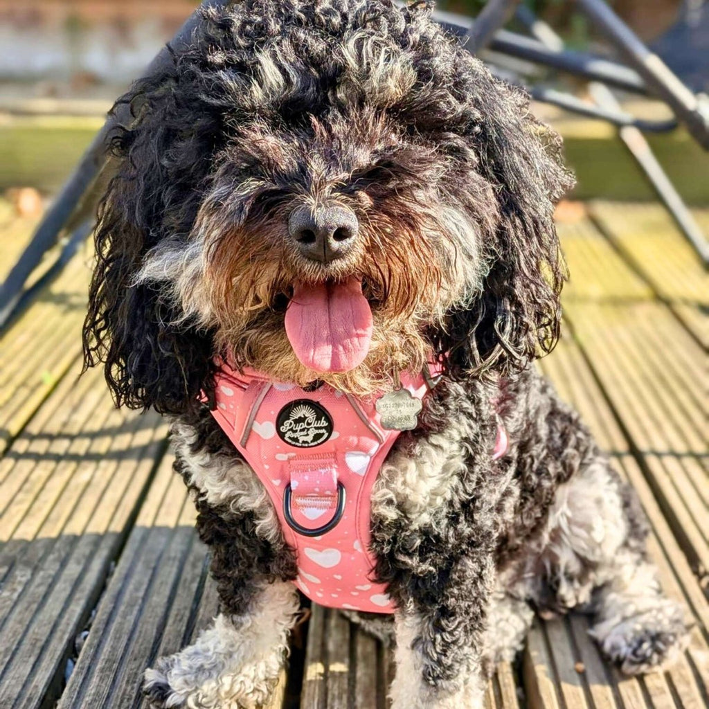 Rugged Rover No-Pull Dog Harness – Peachy Hearts