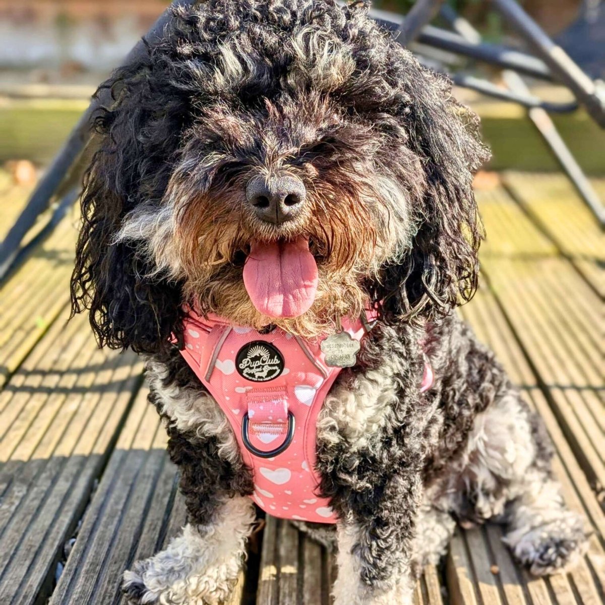 Rugged Rover No-Pull Dog Harness – Peachy Hearts