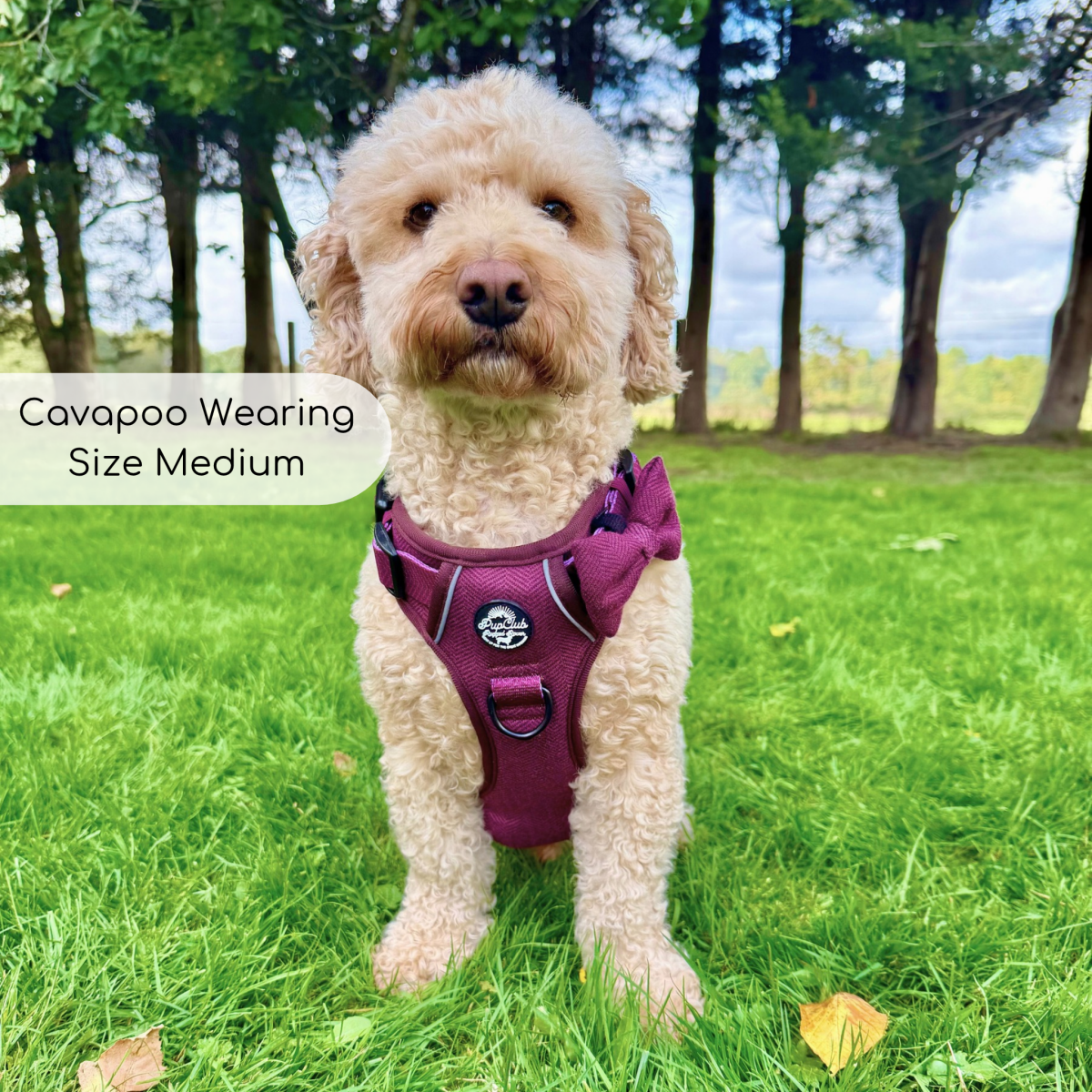 Cavapoo on grass wearing the Berry Tweed Rugged Rover Dog Harness in size Medium