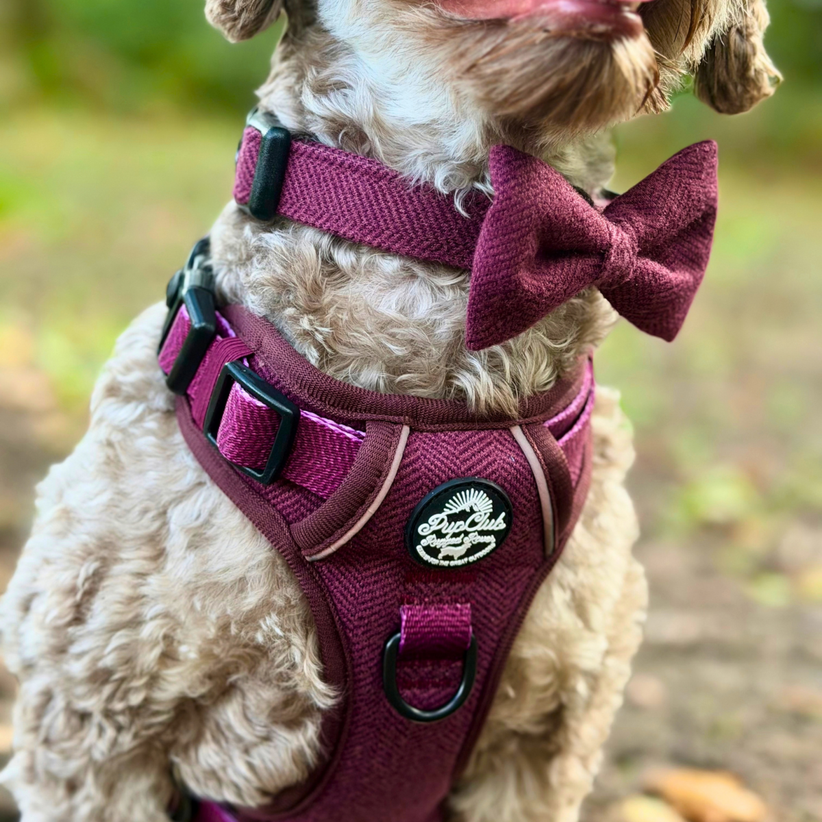 Close-up of a curly dog wearing the Berry Tweed Rugged Rover Dog Harness with matching bow tie