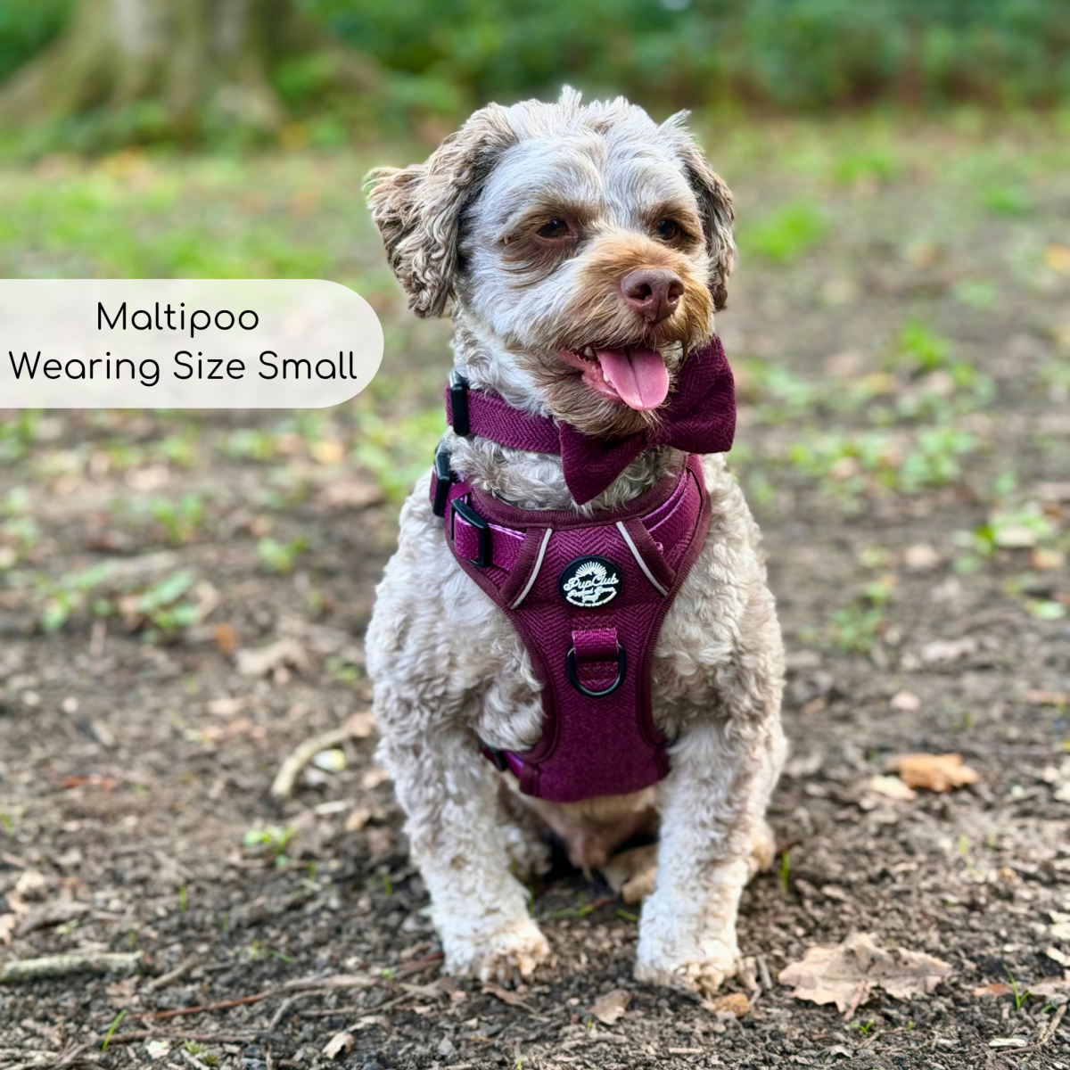 Maltipoo wearing the Berry Tweed Rugged Rover Dog Harness in size Small with a bow tie