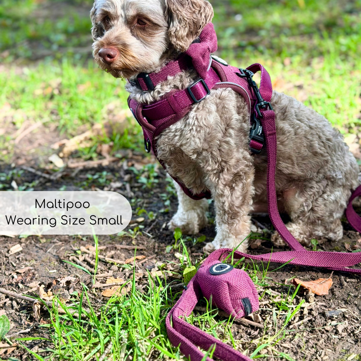 Maltipoo wearing a burgundy harness clipped to the Berry Tweed Dog Lead with matching poo bag holder