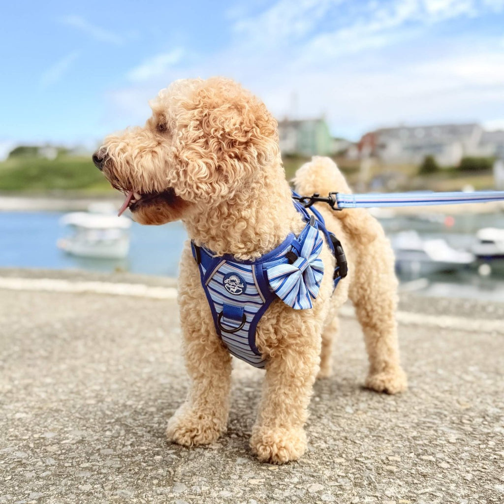 Apricot poodle by a harbour wearing the Sea Breeze Stripes Dog Sailor Bow on a striped harness