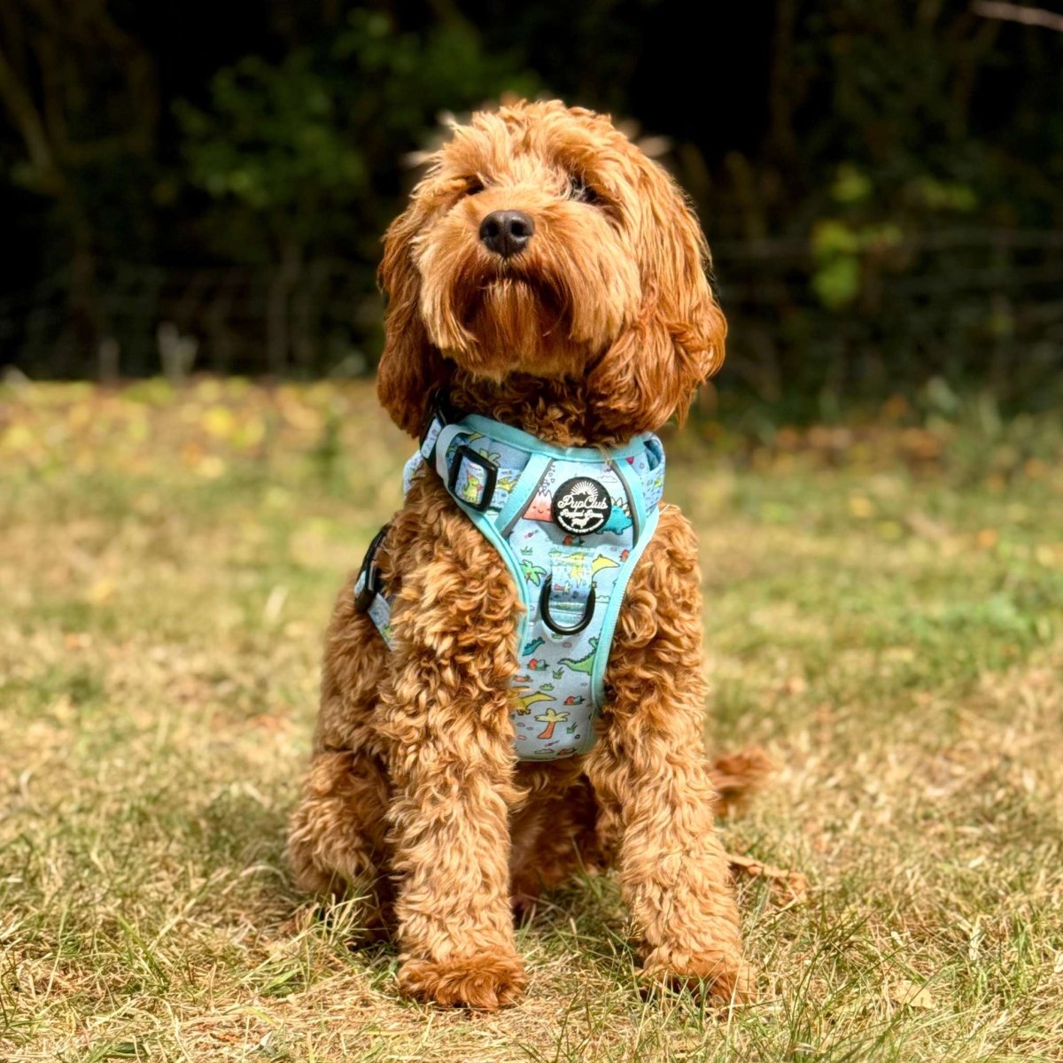 Red cockapoo standing in a field in the Jurassic Party dinosaur harness