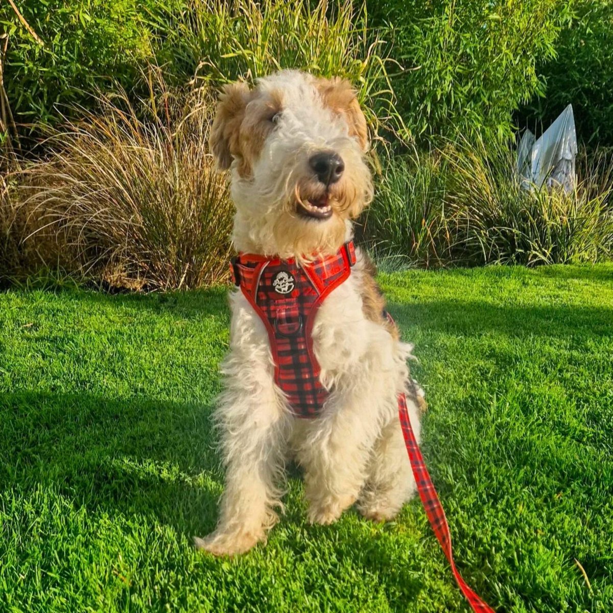 Red tartan dog lead swivel clip close-up