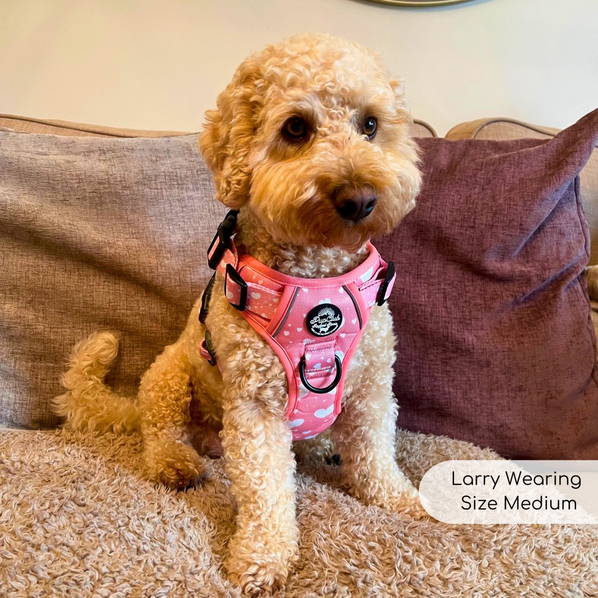 Cockapoo on a sofa wearing the Peachy Hearts harness in size Medium