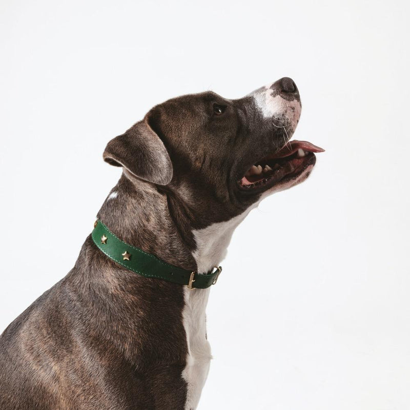 Grey and white Staffy-type dog wearing a green leather collar with gold star studs