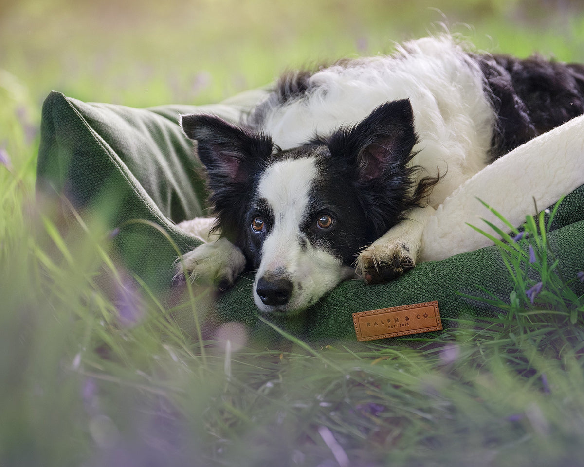 Richmond Green Bolster Dog Bed – Ralph & Co Sherpa Nest Bed