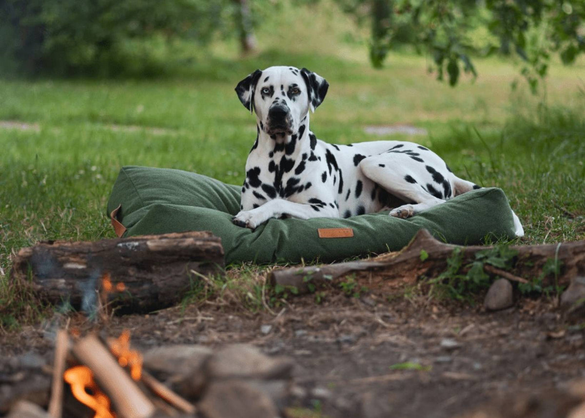 Dalmatian lying on the Richmond green pillow bed outdoors beside a campfire