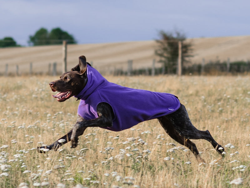 Cozy Fleece Dog Coat with Harness Hole – Purple