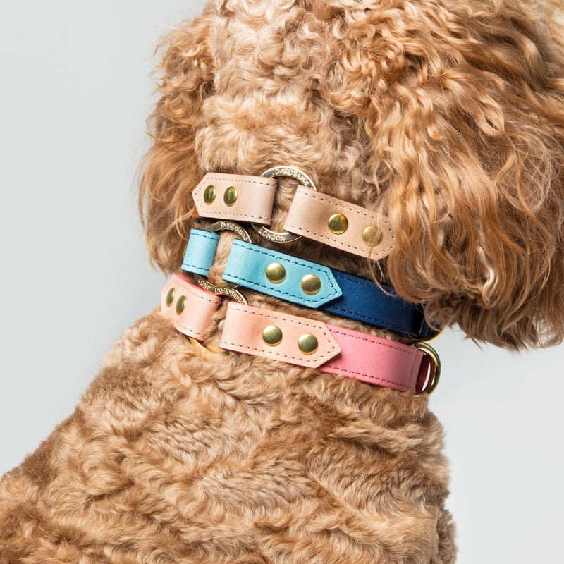 Curly apricot doodle wearing caramel, blue and pink leather collars together