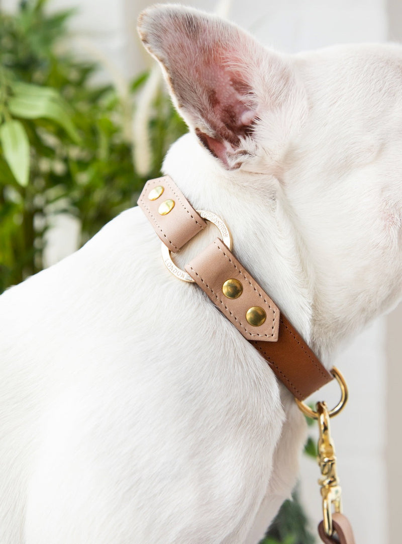 White French bulldog in a caramel leather collar with natural leather trim and brass ring