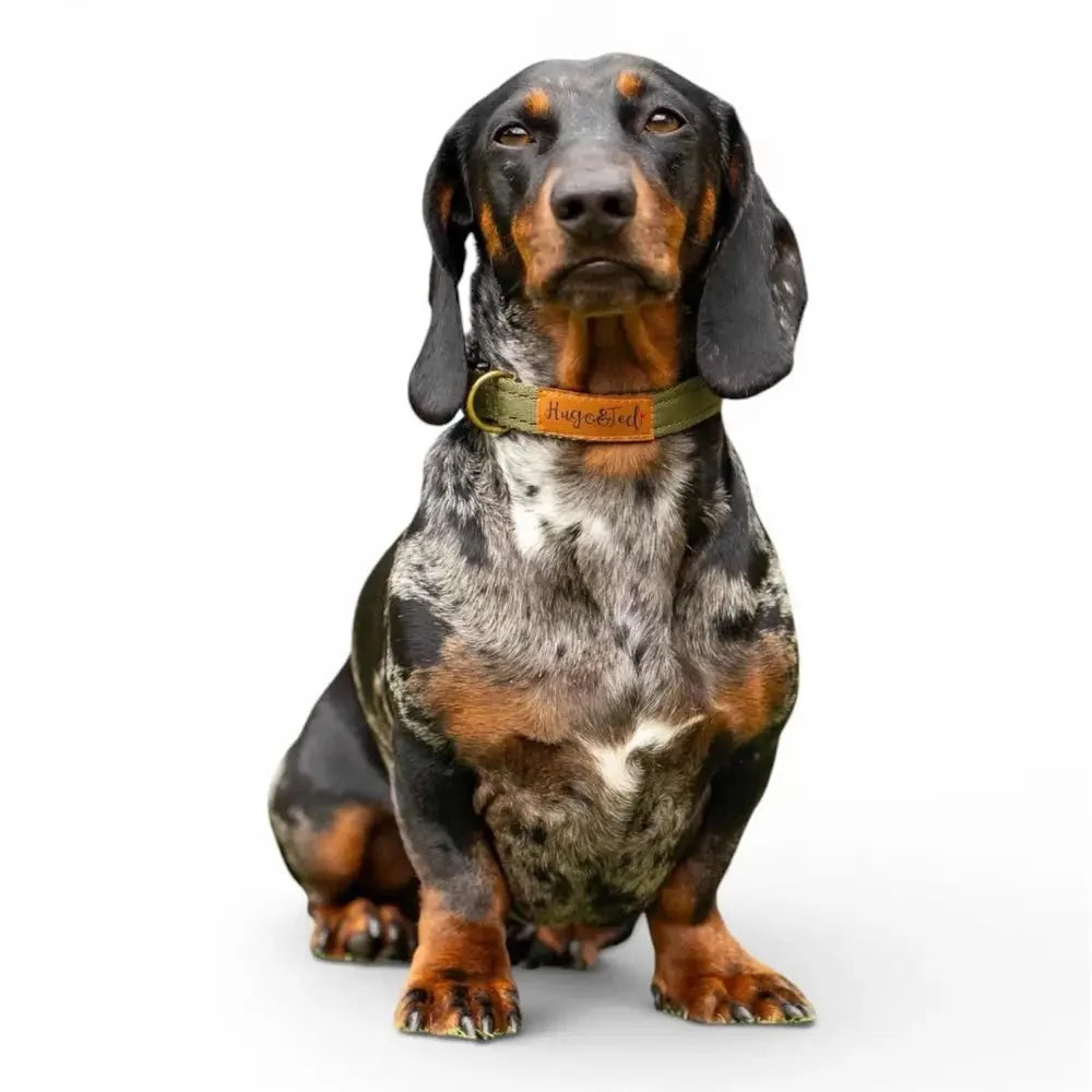 Dapple dachshund wearing a khaki Waterproof Dog Collar